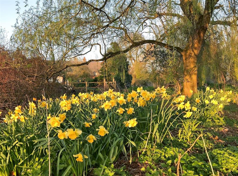 Spring is really beautiful at Duck Cottage in Winterbourne Dauntsey, Wiltshire