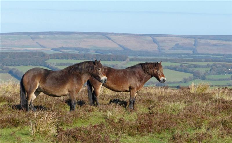 The area around Dunkery Cottage