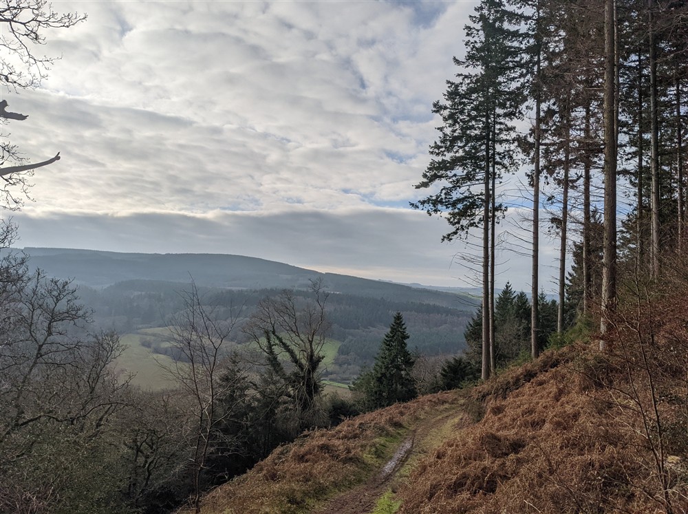 A winter view over Exmoor from Grabbist Hill with tall conifers to the right and a footpath at Dunster Keeper's House in Dunster, Somerset