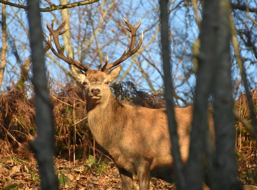 An abundance of wildlife can often be seen from the cottage, including red deer at Can Duran, 