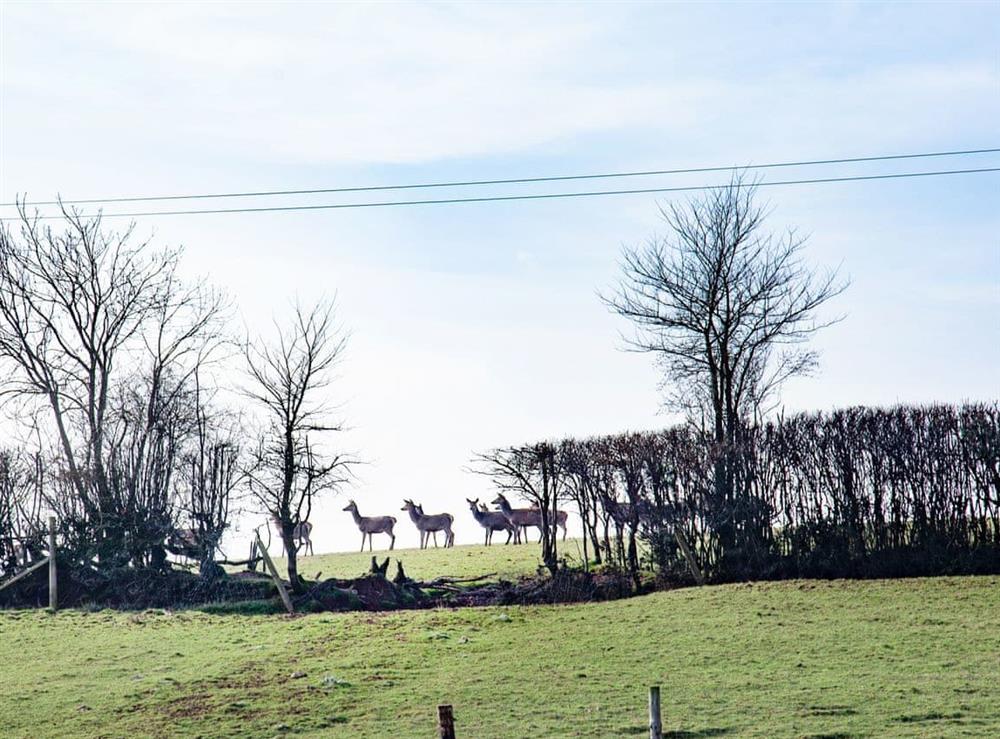 Surrounding area (photo 2) at East Dunster Deer Farm – Deer Park in Cadeleigh, near Tiverton, Devon