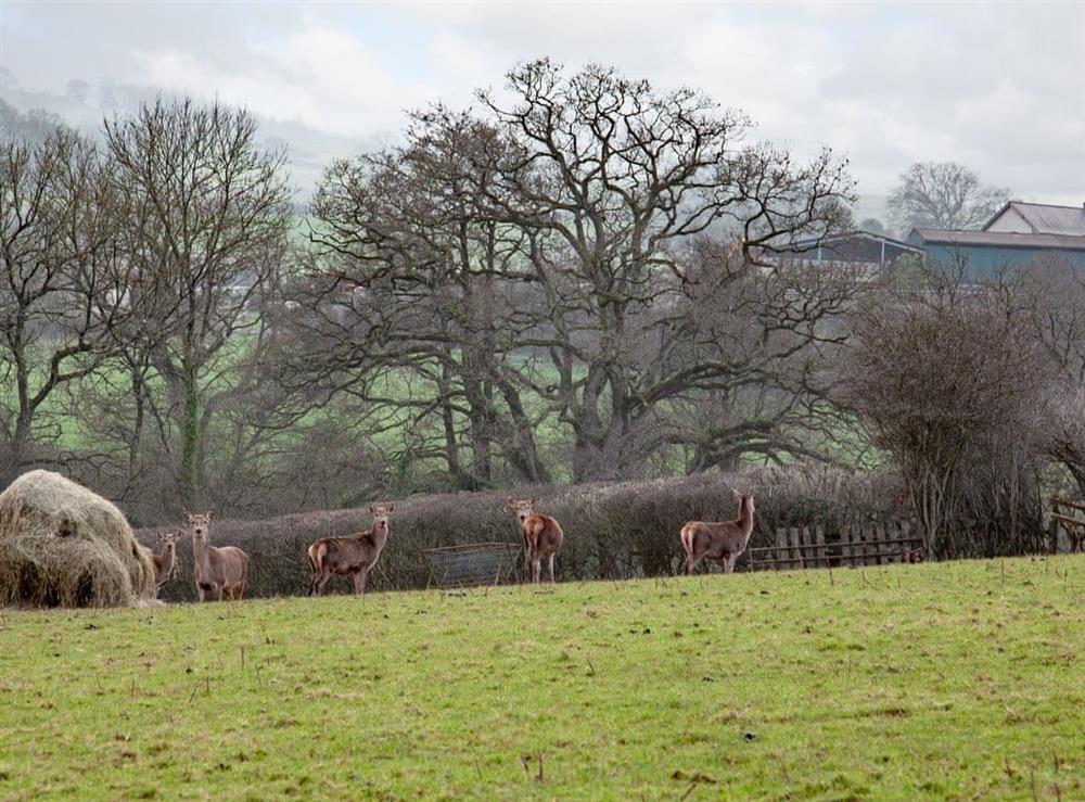 Surrounding area at East Dunster Deer Farm – Deer Park in Cadeleigh, near Tiverton, Devon