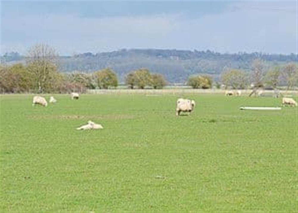 Sheep on Romney marsh at Eaton Barn in Burmarsh, Romney Marsh, Kent