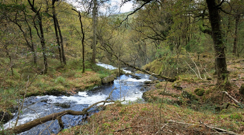 A shot of the Gamlan river, which is flowing fast though dense woodland in Dolmelynllyn, Gwynedd, Wales. Its banks are covered in moss and grass. at Egryn in Nr Barmouth, Gwynedd