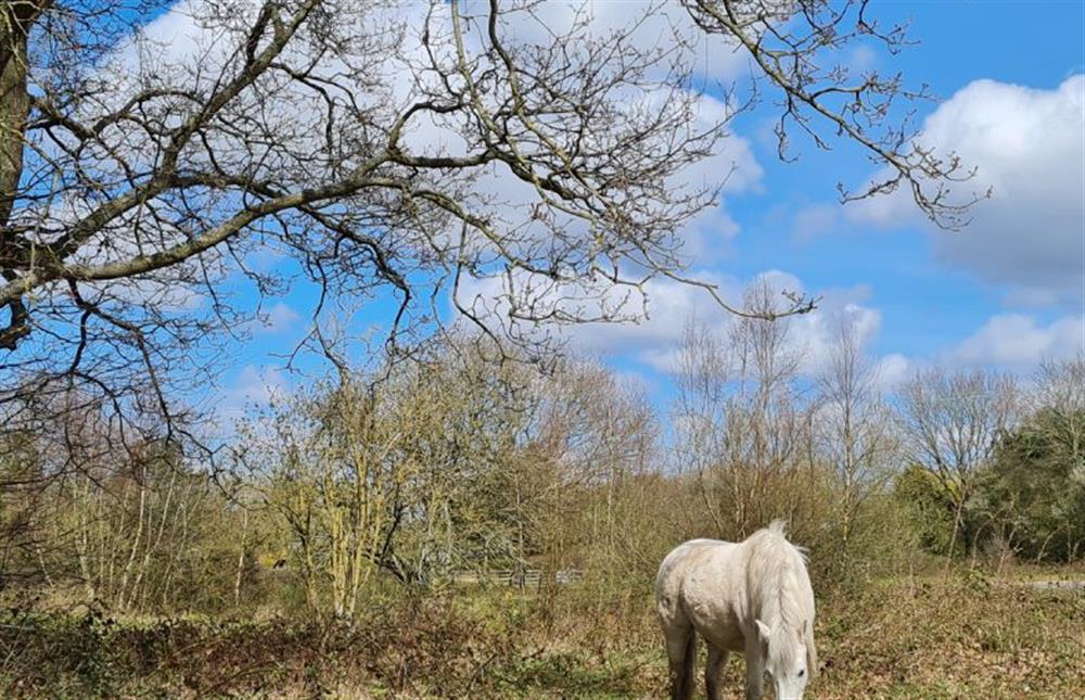 One of the wild ponies that frequent Litcham Common at Ember Cottage, Litcham near Kings Lynn