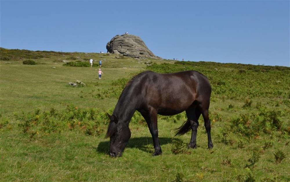Dartmoor pony in front of Haytor.