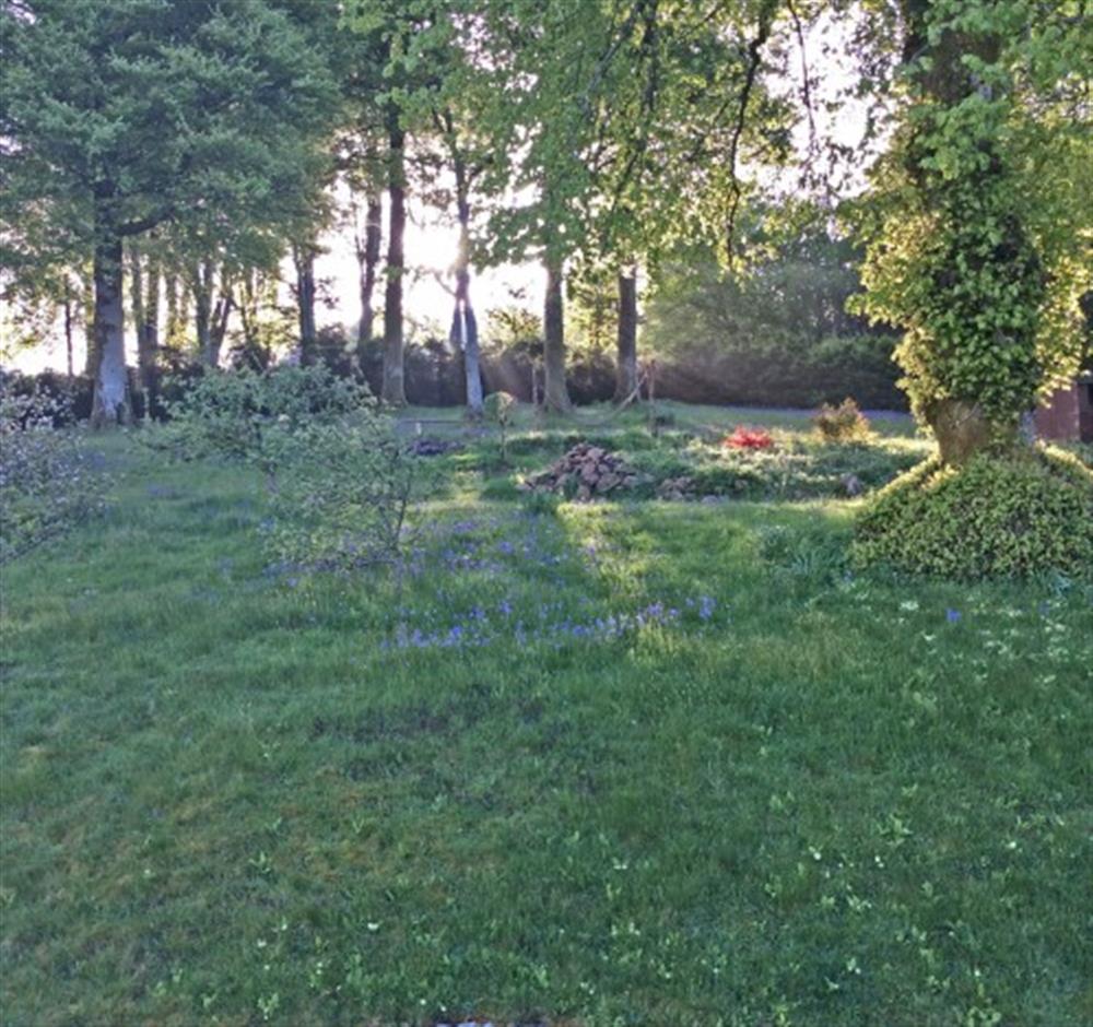 Pretty bluebells in the garden. at Enthurst Cottage in Didworthy