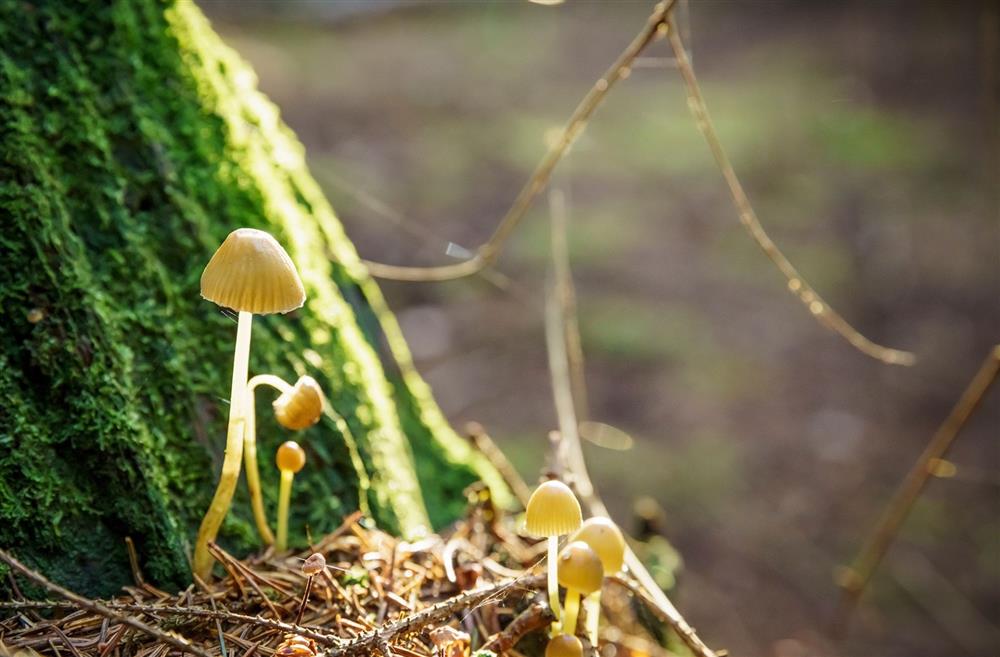 Mushrooms growing on the grounds