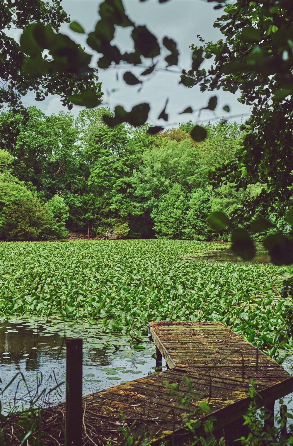 A dock over the lake