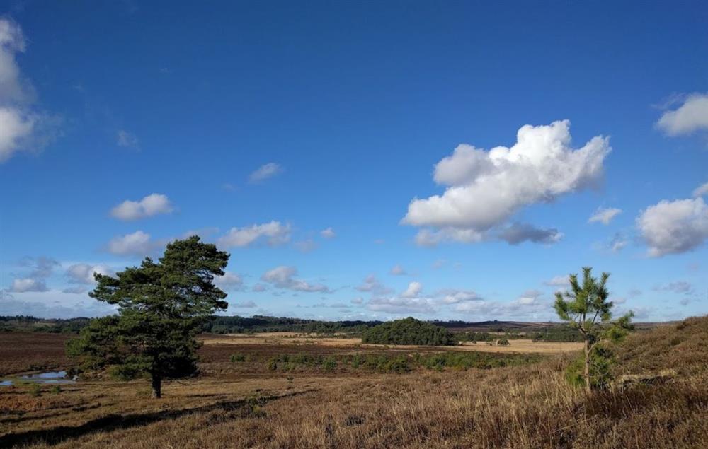 The beautiful New Forest National Park