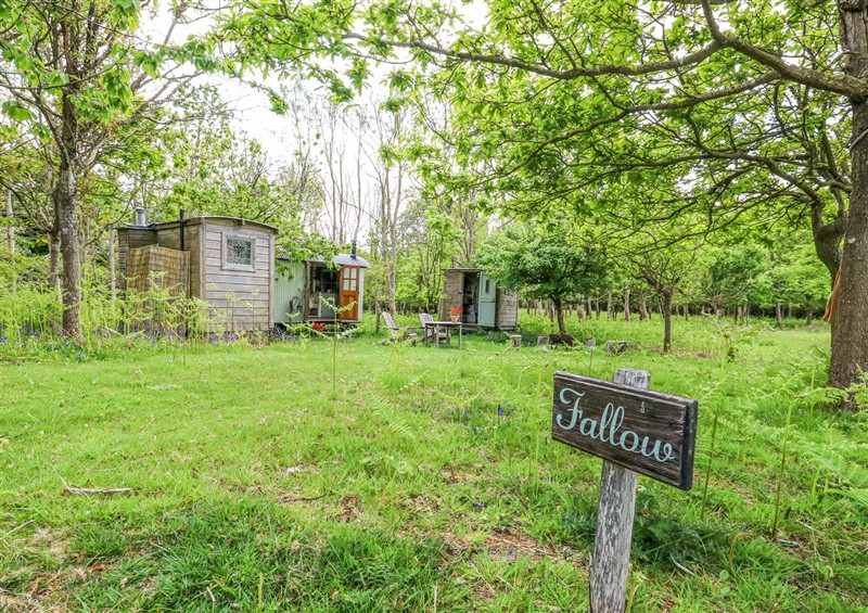 The garden at Fallow, Warmwell