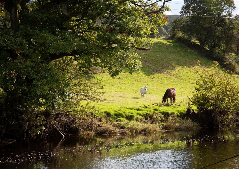 The area around Felin Gogoyan at Felin Gogoyan, Llanddewi-Brefi