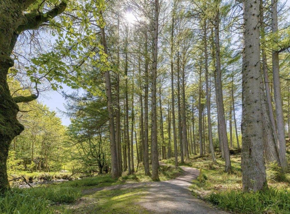 Lovely walks through the Argyll forest at Fern Cottage in Ardentinny near Dunoon, Argyll