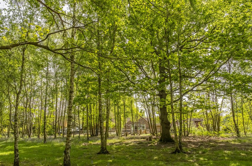 Explore throughout the woodlands at Fernwood, Rolvenden