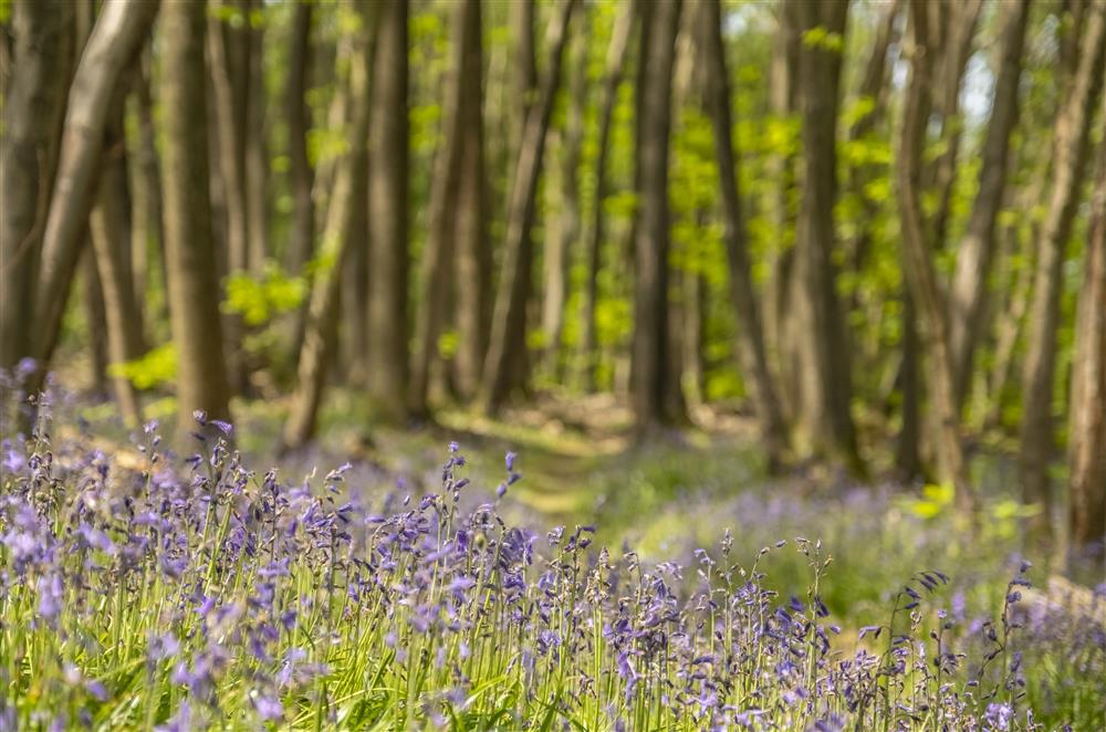 The bluebell wood at Fernwood, Kent at Fernwood, Rolvenden