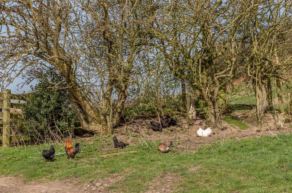 Cockerels and chickens roam free (photo 2) at Five Acres, Boltby