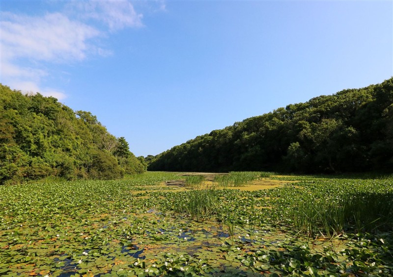 Rural landscape at Florence Pod, Pembroke