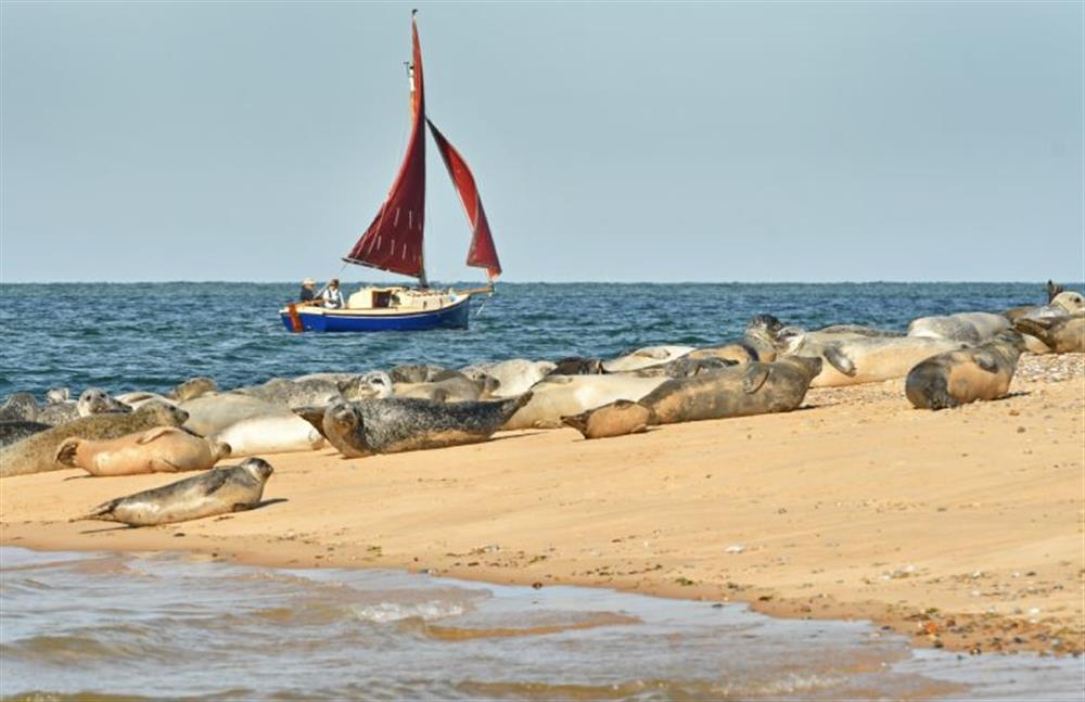 Seals at Blakeney Point at Focsle, Wiveton  near Holt