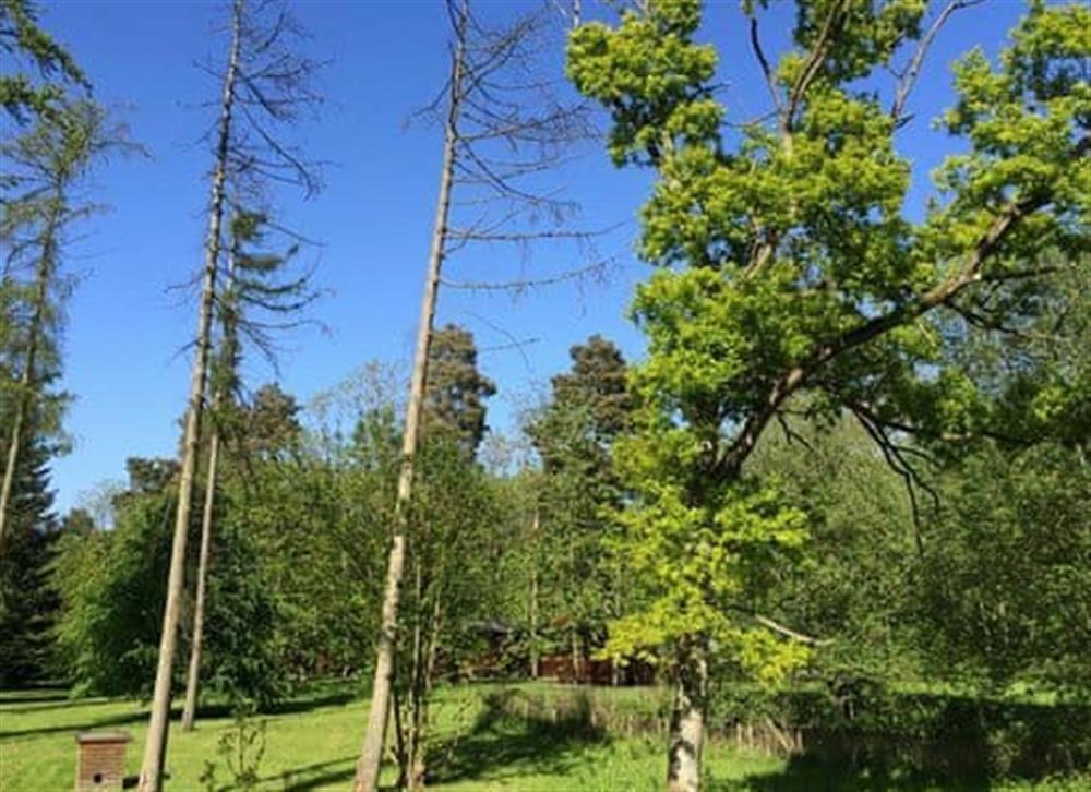 View at Forest Lodge in Kenwick Woods, near Louth, Lincolnshire
