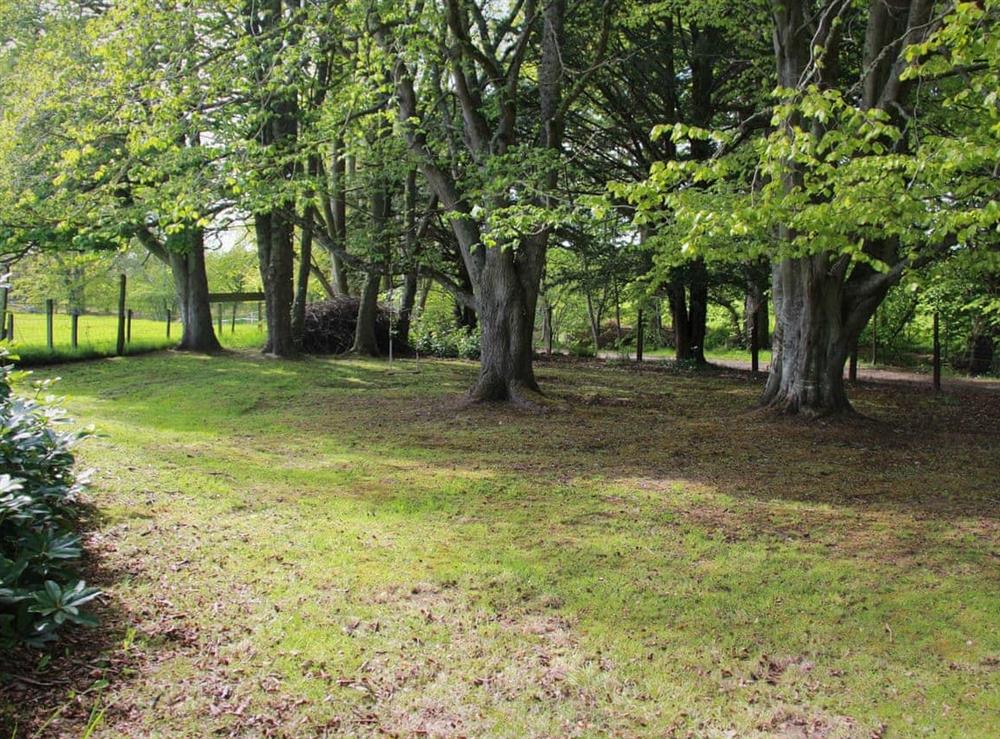 Wooded garden area at Foresters Cottage in Tarbat, Invergordon, Ross-Shire