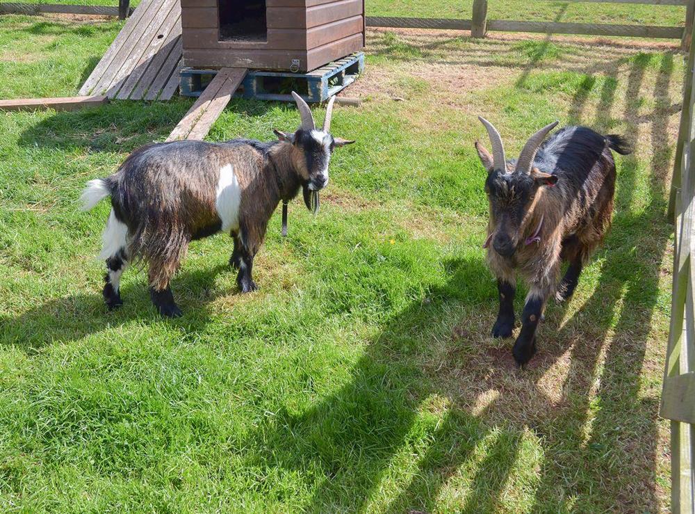 Goats are amongst som of the animals kept on the farm at Forge Cottage in Shaldon, Devon