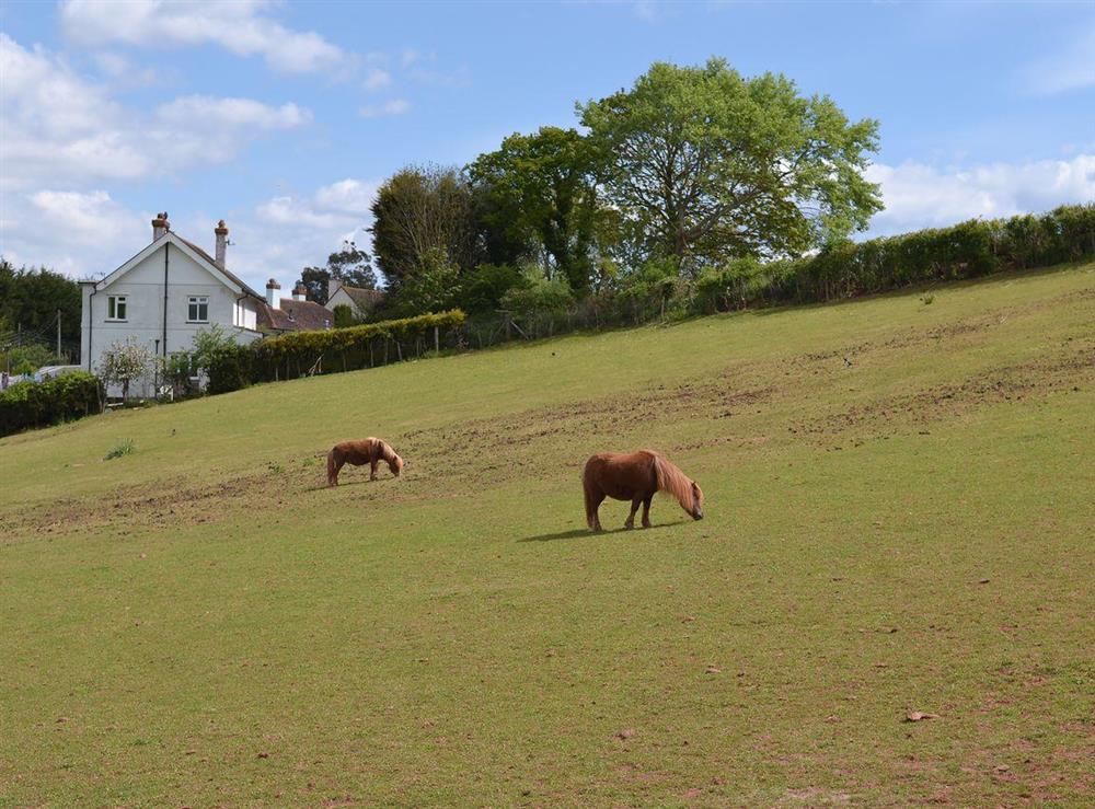 Ponies out in the paddock at Forge Cottage in Shaldon, Devon