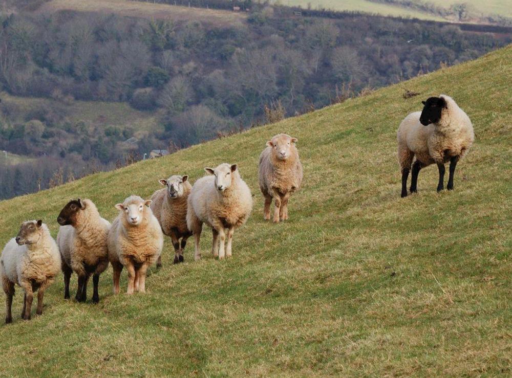 sheep at Forge Cottage in Shaldon, Devon