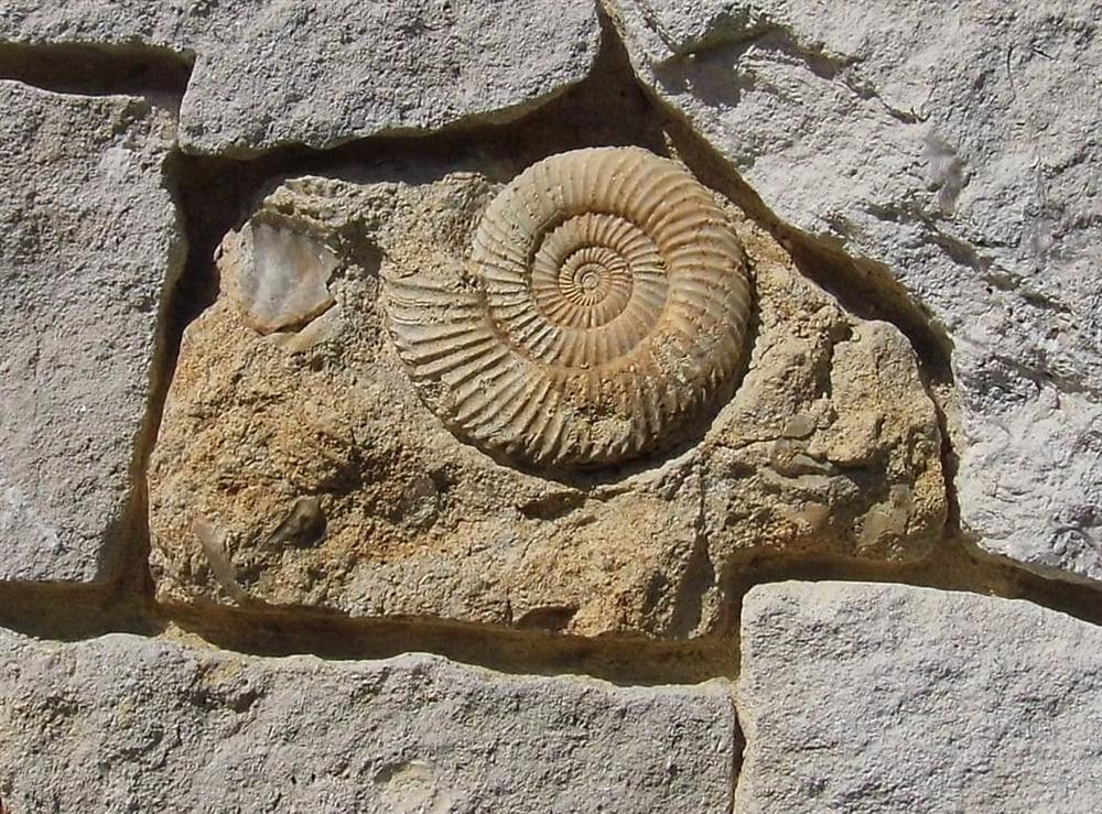 Local fossil examples embedded inthe stone walls (photo 2) at Fossils End in Chickerell, near Weymouth, Dorset
