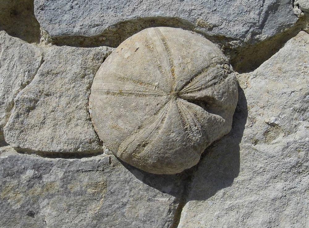 Local fossil examples embedded inthe stone walls