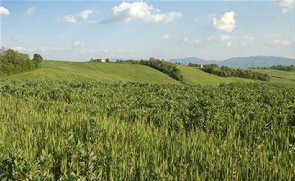 Cereal field in the Mugello area
