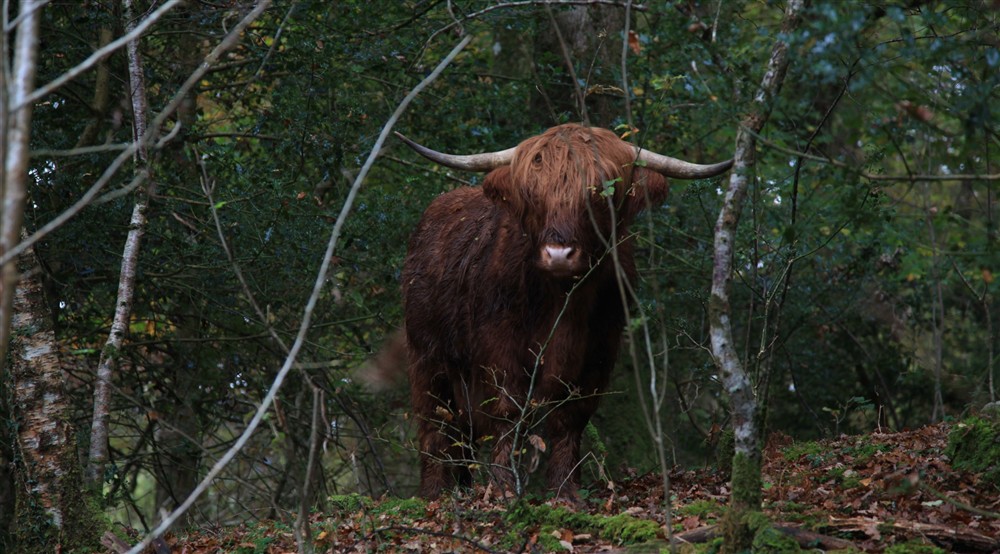Highland cattle conservation grazing at Fron Dirion in Dinas Mawddwy, Powys