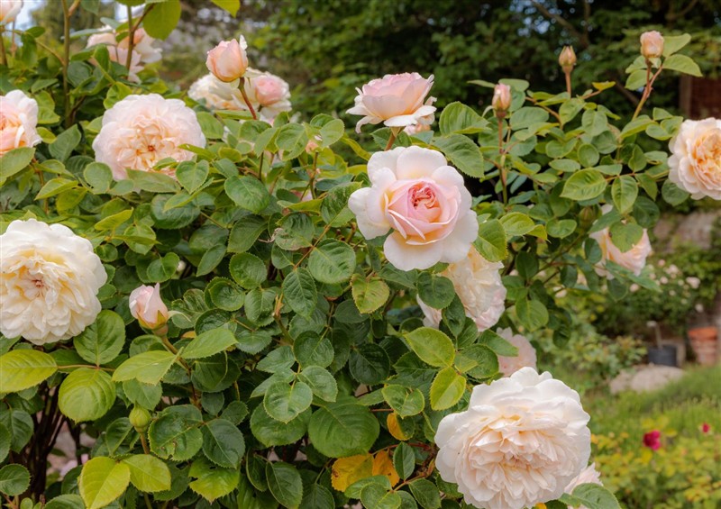 Enjoy the garden at Game Cottage, Worfield near Bridgnorth