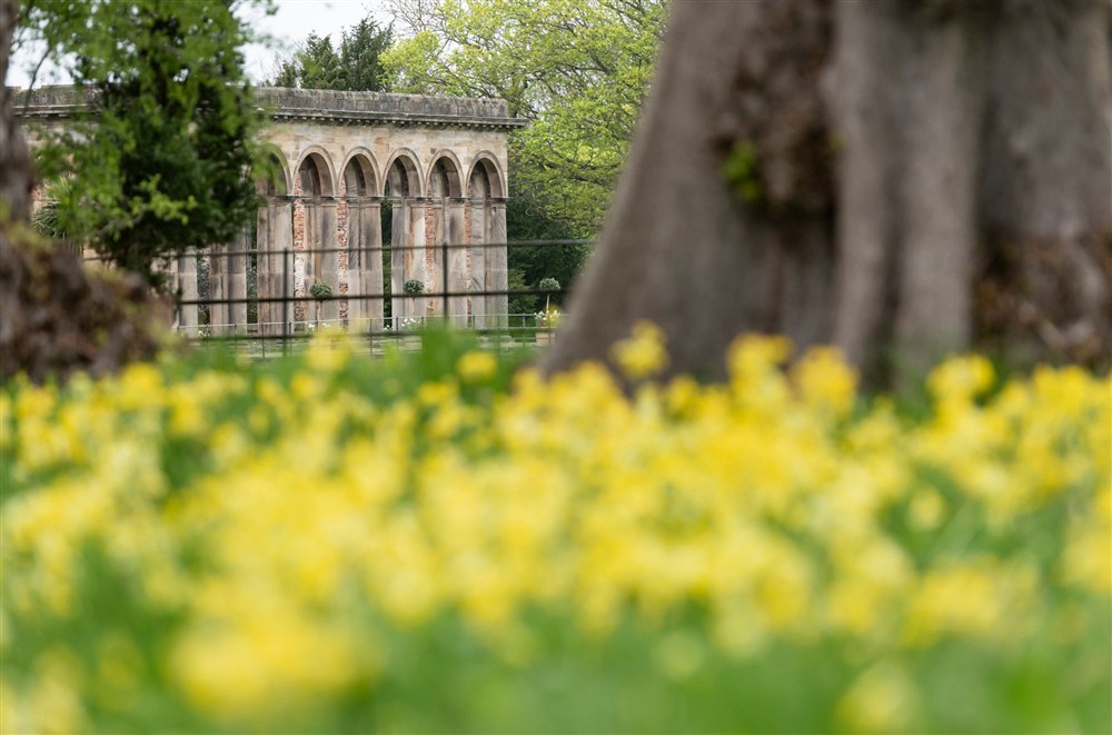 View towards the ruined Orangery and cowslips in foreground at Garden Gate Apartment in Durham, County Durham