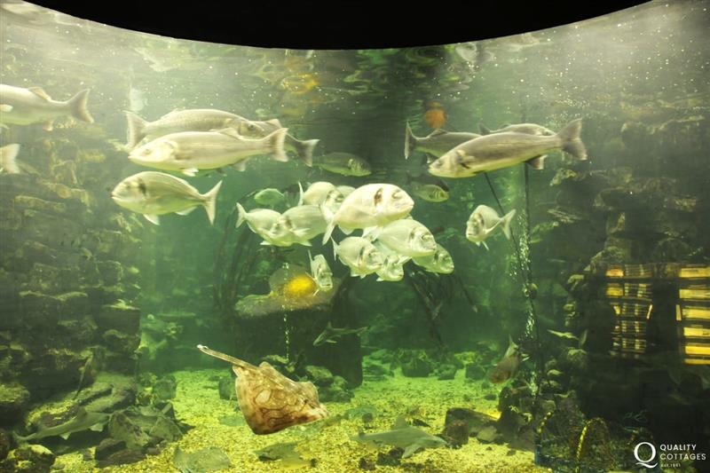 Sea Zoo Wales’ largest marine aquarium with over 150 species in carefully recreated coastline at Gelli Gron 4 bed, Criccieth