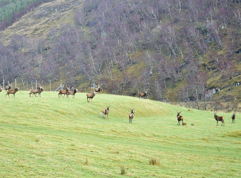 Deer in Strathconan Glen (photo 2) at Glacour Studio in Strathconon Estate, Ross-Shire