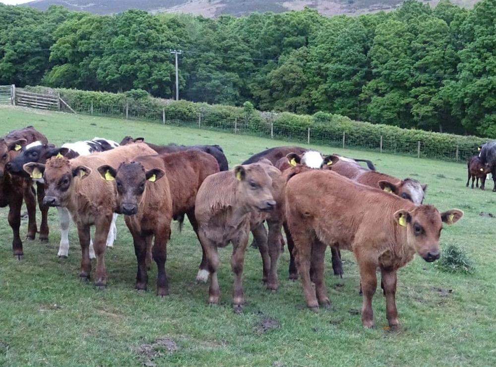 Calves at Glan Elan Farm at Glan Wye in Rhayader, Powys., Great Britain