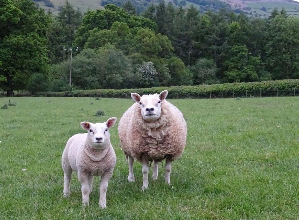 Ewe and Lamb at Glan Elan Farm at Glan Wye in Rhayader, Powys., Great Britain
