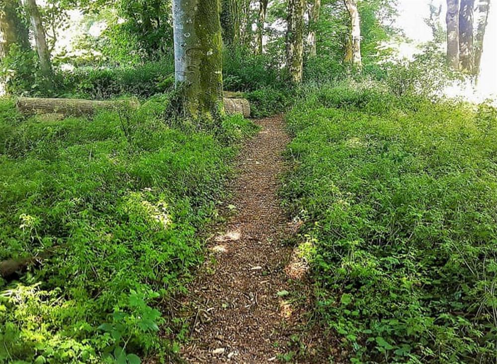 Delightful woodland area at Gamekeepers Cottage, 