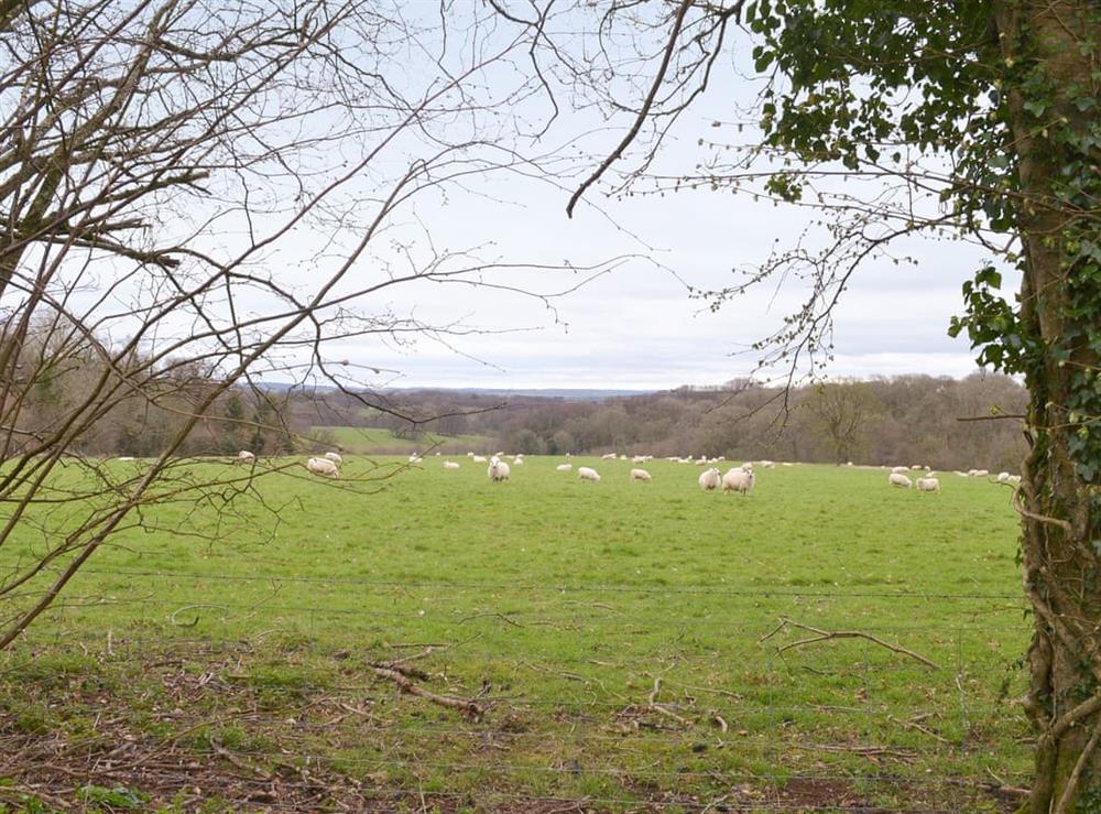 Wonderful countryside surroundings at Gooseberry Lodge in Tollard Royal, near Salisbury, Wiltshire
