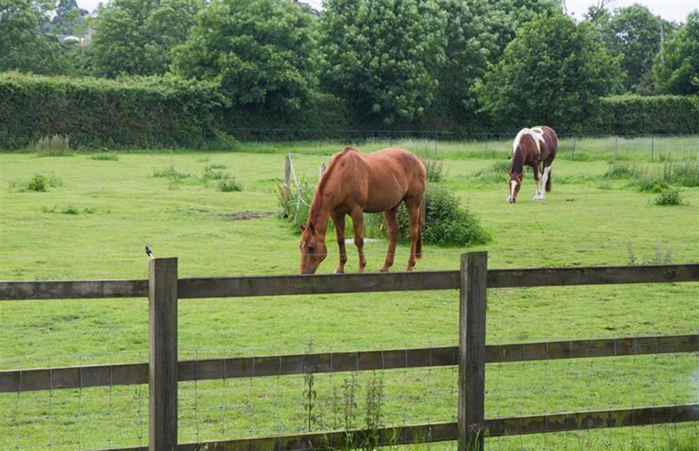 Great Barn is surrounded by paddocks at Great Barn, Toftrees near Fakenham