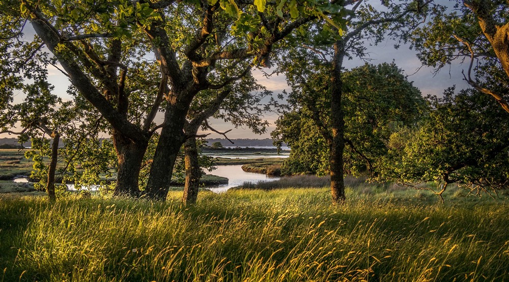 Grassland, trees and the waters of Poole Harbour near Greenlands, Dorset