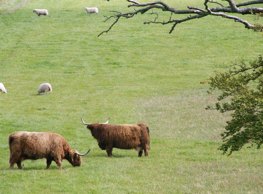 Highland cattle and sheep grazing on the estate