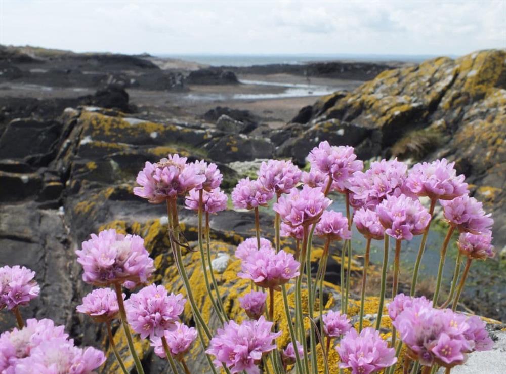 Delightful  coastal displays of seaside plants at Gullieside Cottage in Kirkandrews, near Kirkcudbright, Kirkcudbrightshire