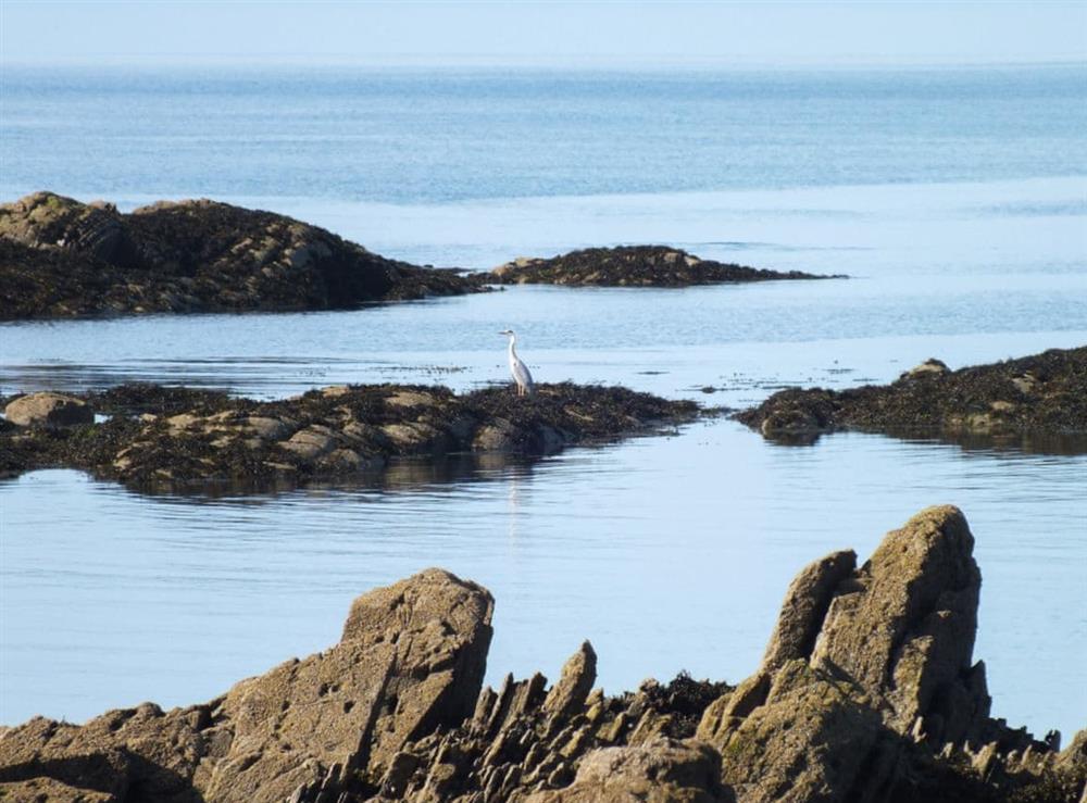 The rugged coastline is a haven for wildlife at Gullieside Cottage in Kirkandrews, near Kirkcudbright, Kirkcudbrightshire