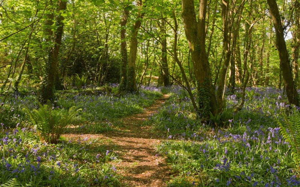 Woodland walks nearby at Camel Trail, 
