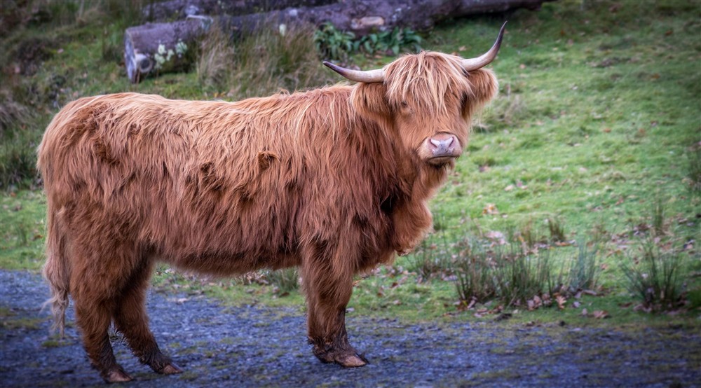 A Highland cow by Hafod y Fedw, Gwynedd at Hafod Y Fedw in Llanelltyd, Gwynedd