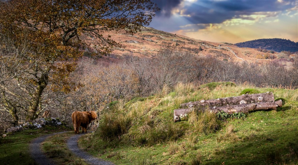 A Highland cow in the area surrounding Hafod y Fedw, Gwynedd at Hafod Y Fedw in Llanelltyd, Gwynedd