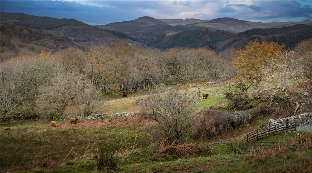 Highland cows by Hafod y Fedw, Gwynedd at Hafod Y Fedw in Llanelltyd, Gwynedd