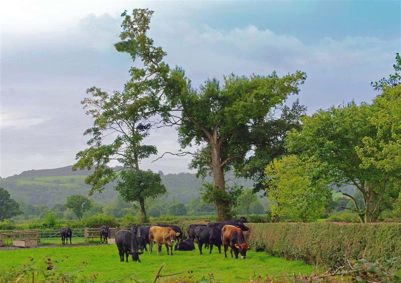 Rural landscape (photo 2) at Haimwood Byetake, Llandrinio