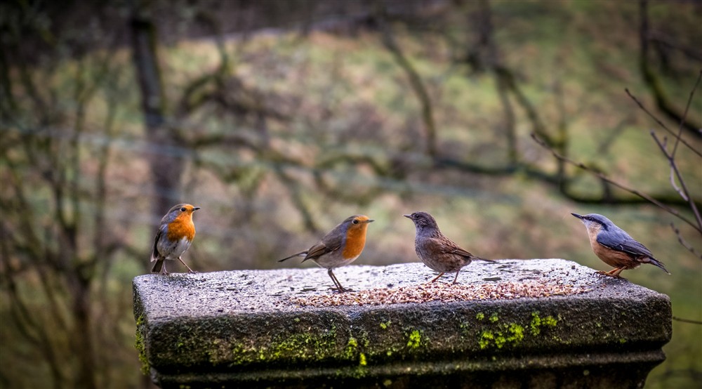 Birds on the bird table at Hardcastle Lodge in Hebden Bridge, West Yorkshire
